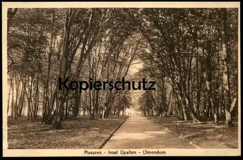 ALTE POSTKARTE MASUREN INSEL UPALTEN ULMENDOM Upalty Ostpreussen Ulmen Ulme Baum cpa postcard AK Ansichtskarte