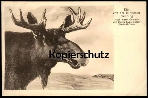 ALTE POSTKARTE ELCH VON DER KURISCHEN NEHRUNG NACH EINEM GEMÄLDE DES HERRN KUNSTMALERS BISCHOFF-CULM elk moose kurische