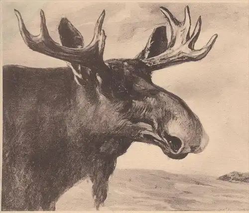 ALTE POSTKARTE ELCH VON DER KURISCHEN NEHRUNG NACH EINEM GEMÄLDE DES HERRN KUNSTMALERS BISCHOFF-CULM elk moose kurische