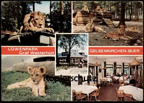 ÄLTERE POSTKARTE LÖWENPARK GRAF WESTERHOLT GELSENKIRCHEN-BUER Löwen Löwe lion postcard cpa Ak postcard