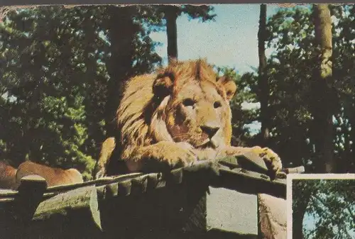 ÄLTERE POSTKARTE LÖWENPARK GRAF WESTERHOLT GELSENKIRCHEN-BUER Löwen Löwe lion postcard cpa Ak postcard