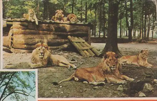 ÄLTERE POSTKARTE LÖWENPARK GRAF WESTERHOLT GELSENKIRCHEN-BUER Löwen Löwe lion postcard cpa Ak postcard