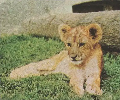 ÄLTERE POSTKARTE LÖWENPARK GRAF WESTERHOLT GELSENKIRCHEN-BUER Löwen Löwe lion postcard cpa Ak postcard