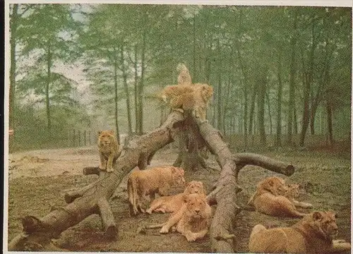 ÄLTERE POSTKARTE LÖWENPARK GRAF WESTERHOLT GELSENKIRCHEN-BUER LÖWENBABY Kegeln Kegelbahn ninepins postcard cpa postcard