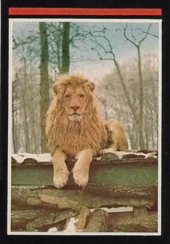ÄLTERE POSTKARTE LÖWENPARK GRAF WESTERHOLT GELSENKIRCHEN-BUER LÖWENBABY Kegeln Kegelbahn ninepins postcard cpa postcard