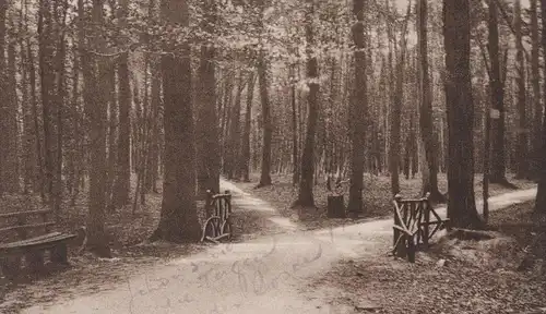 ALTE POSTKARTE UELZEN WALDPARTIE Wald Bäume Holz forest Ansichtskarte postcard AK cpa