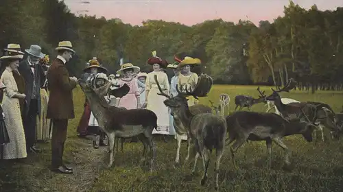 ALTE POSTKARTE HANNOVER PARTIE IM TIERGARTEN FÜTTERUNG HIRSCH Reh roe deer chevreuil cerf AK Ansichtskarte cpa postcard