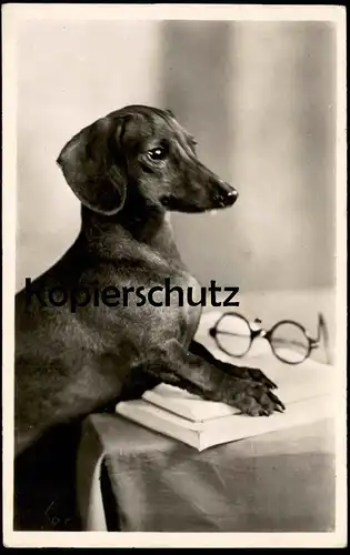 ALTE POSTKARTE SCHLAUER DACKEL BRILLE BUCH KLUGER HUND Dachshund Teckel basset schlau wise dog AK Ansichtskarte postcard