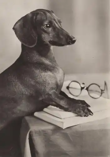 ALTE POSTKARTE SCHLAUER DACKEL BRILLE BUCH KLUGER HUND Dachshund Teckel basset schlau wise dog AK Ansichtskarte postcard