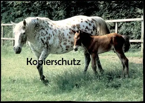 ÄLTERE POSTKARTE WENDY PFERDERASSEN APPALOOSA USA PFERD horse Fohlen horse cheval foal cpa AK postcard Ansichtskarte