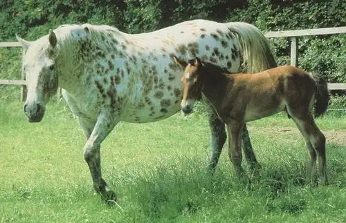 ÄLTERE POSTKARTE WENDY PFERDERASSEN APPALOOSA USA PFERD horse Fohlen horse cheval foal cpa AK postcard Ansichtskarte