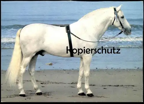 ÄLTERE POSTKARTE WENDY PFERDERASSEN ANDALUSIER SPANIEN SCHIMMEL PFERD horse cheval cpa AK postcard Ansichtskarte