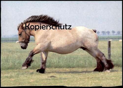 Horse   Postcard  ***    Postkarte  #  16 Pferd 