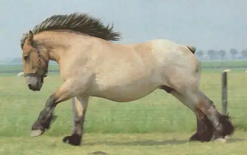 ÄLTERE POSTKARTE WENDY PFERDERASSEN BELGIER BRABANTER BELGIEN KALTBLUT ARBEITSPFERD Pferd horse cheval postcard AK cpa