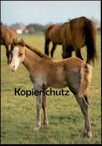ÄLTERE POSTKARTE DÄNISCHES KALTBLUT MIT FOHLEN STUTE Pferd Pferde Blesse horse cheval cpa AK postcard Ansichtskarte