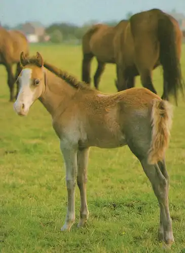 ÄLTERE POSTKARTE DÄNISCHES KALTBLUT MIT FOHLEN STUTE Pferd Pferde Blesse horse cheval cpa AK postcard Ansichtskarte