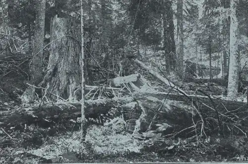 ALTE POSTKARTE PARTIE IM URWALD AM KUBANI Kubany Boubin Böhmen tree arbre Baum cpa postcard AK Ansichtskarte