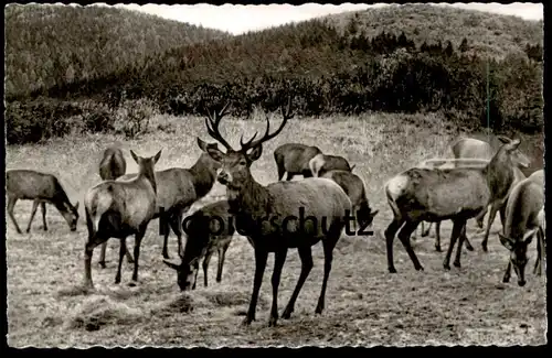 ÄLTERE POSTKARTE WILDFÜTTERUNG IM ASTENGEBIET WINTERBERG Reh Hirsch roe deer cerf chevrenil postcard Ansichtskarte cpa