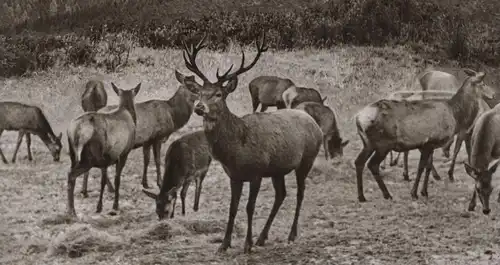 ÄLTERE POSTKARTE WILDFÜTTERUNG IM ASTENGEBIET WINTERBERG Reh Hirsch roe deer cerf chevrenil postcard Ansichtskarte cpa