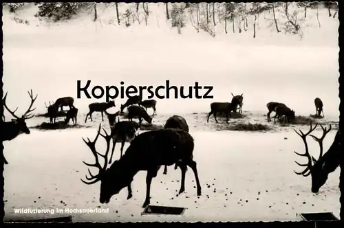 ÄLTERE POSTKARTE WILDFÜTTERUNG IM HOCHSAUERLAND SAUERLAND REH HIRSCH roe deer cerf chevrenil postcard cpa Ansichtskarte
