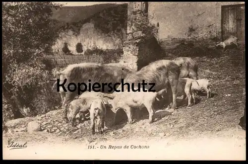 ALTE POSTKARTE UN REPAS DE COCHONS Schweine Schwein pigs pig cochon postcard AK Ansichtskarte cpa