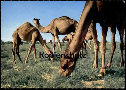 ÄLTERE POSTKARTE CAMELS SAUDI ARABIA SAUDI-ARABIEN Kamele Kamel chameau Ansichtskarte postcard AK cpa