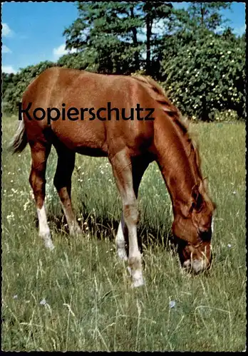 ÄLTERE POSTKARTE GRASENDES FOHLEN Pferd auf einer Wiese Blesse horses horse cheval Ansichtskarte postcard AK cpa