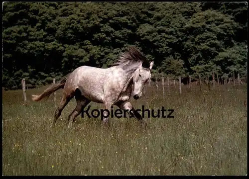 ÄLTERE POSTKARTE PFERD TRABT AUF WIESE WEIDE SCHIMMEL horses horse cheval Ansichtskarte postcard AK cpa