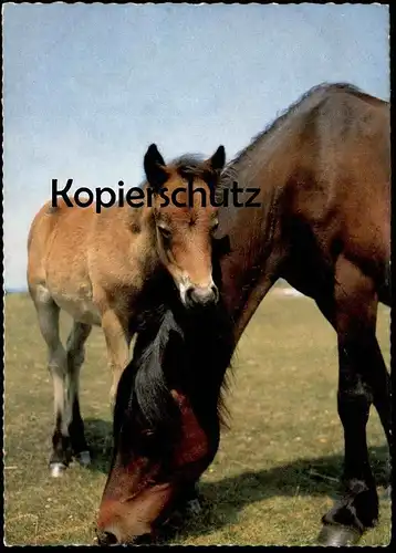 ÄLTERE POSTKARTE FOHLEN UND STUTE PFERDE WEIDE WIESE horses horse cheval Pferd Ansichtskarte postcard AK cpa