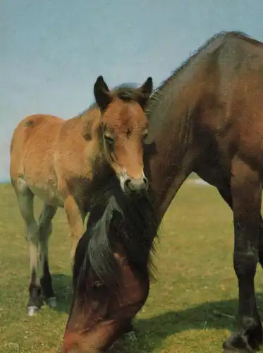ÄLTERE POSTKARTE FOHLEN UND STUTE PFERDE WEIDE WIESE horses horse cheval Pferd Ansichtskarte postcard AK cpa