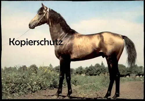 ÄLTERE POSTKARTE WENDY PFERDERASSEN ACHAL-TEKKINER UDSSR PFERD horse cheval cpa AK postcard Ansichtskarte