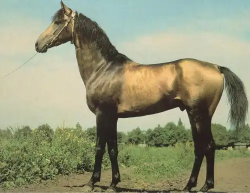 ÄLTERE POSTKARTE WENDY PFERDERASSEN ACHAL-TEKKINER UDSSR PFERD horse cheval cpa AK postcard Ansichtskarte
