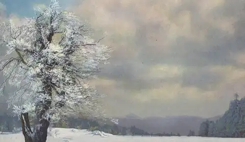 ALTE POSTKARTE ALTE LINDE BEI ZINNWALD IM ERZGEBIRGE Georgenfeld Altenberg tree Baum arbre tilleul lime Ansichtskarte