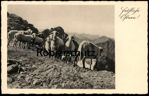 ALTE POSTKARTE FRÖHLICHE OSTERN happy easter paques Schafe Schaf sheep mouton ovins cpa postcard AK Ansichtskarte