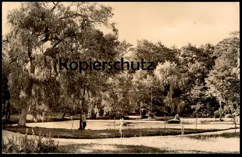 ÄLTERE POSTKARTE NEURUPPIN GOLDFISCHTEICH IM STADTPARK Mann lehnt am Baum tree arbre postcard cpa AK Ansichtskarte