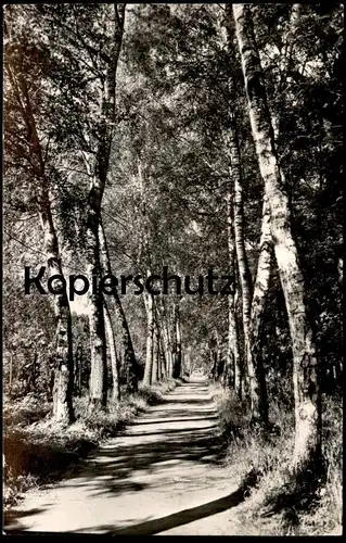 ÄLTERE POSTKARTE NEURUPPIN BIRKENALLEE IM STADTPARK BIRKE Baum Birken Allee alley Rotophot postcard cpa AK Ansichtskarte