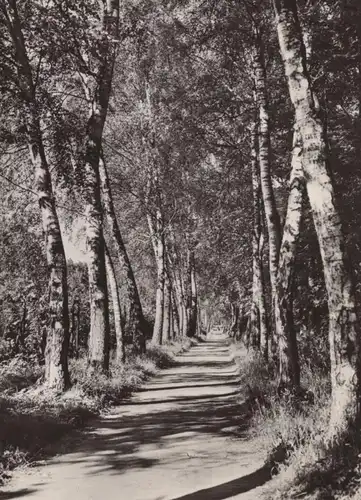 ÄLTERE POSTKARTE NEURUPPIN BIRKENALLEE IM STADTPARK BIRKE Baum Birken Allee alley Rotophot postcard cpa AK Ansichtskarte