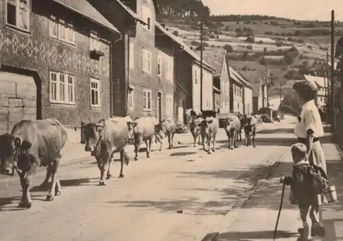 ALTE POSTKARTE LUFTKURORT PAPPENHEIM THÜRINGEN FRIEDRICHRODAER STRASSE  KLEINSCHMALKALDEN KUHTRIEB KÜHE Floh-Seligenthal