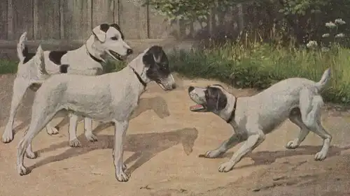 ALTE POSTKARTE SPIELENDE BELLENDE HUNDE PLAYING DOGS Hund dog chien Ansichtskarte postcard cpa AK