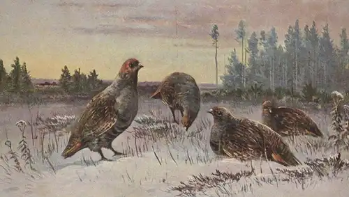 ALTE KÜNSTLER POSTKARTE SERIE HAAR- UND FEDERWILD SIGN. M. MÜLLER JUNIOR 1901 hunting chasse Jagd postcard Ansichtskarte