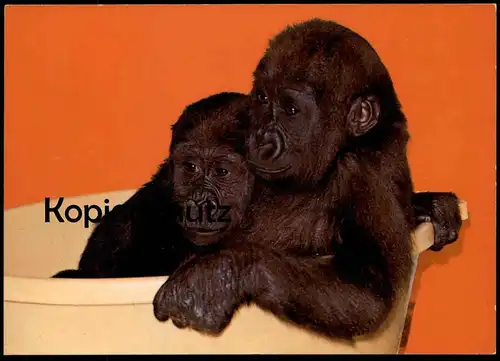 ÄLTERE POSTKARTE EIN GRUSS AUS DEM NEUEN FREUNDLICHEN ZOO MÜNSTER ALLWETTERZOO FLACHLANDGORILLA GORILLA Affe ape AK