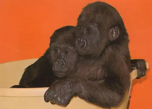 ÄLTERE POSTKARTE EIN GRUSS AUS DEM NEUEN FREUNDLICHEN ZOO MÜNSTER ALLWETTERZOO FLACHLANDGORILLA GORILLA Affe ape AK