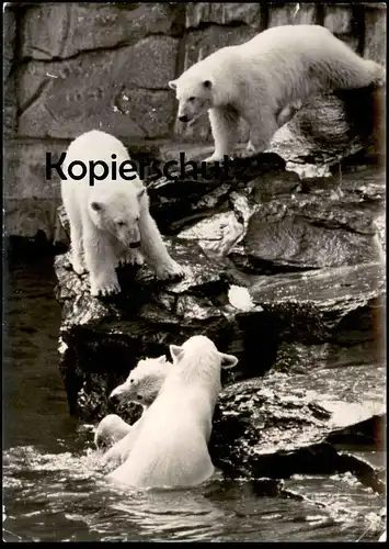 ÄLTERE POSTKARTE TIERPARK BERLIN EISBÄREN AUF DER FREIANLAGE Bär ours polaire bear icebear cpa Ansichtskarte postcard AK