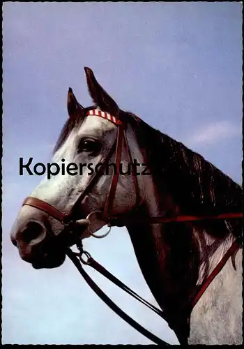 ÄLTERE POSTKARTE PFERD SCHIMMEL ZAUM ZAUMZEUG grey horse cheval AK cpa postcard Ansichtskarte