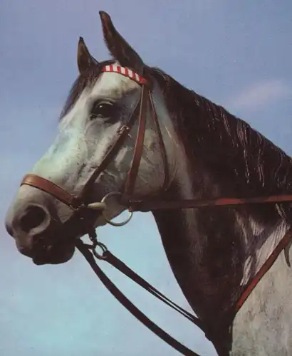 ÄLTERE POSTKARTE PFERD SCHIMMEL ZAUM ZAUMZEUG grey horse cheval AK cpa postcard Ansichtskarte