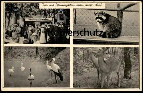 ALTE POSTKARTE HAMM TIER- & PFLANZENGARTEN-VEREIN ZOO REH DEER CHEVREUIL WASCHBÄR STORCH stork coon Beflaggung