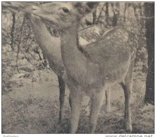 ALTE POSTKARTE HAMM TIER- & PFLANZENGARTEN-VEREIN ZOO REH DEER CHEVREUIL WASCHBÄR STORCH stork coon Beflaggung