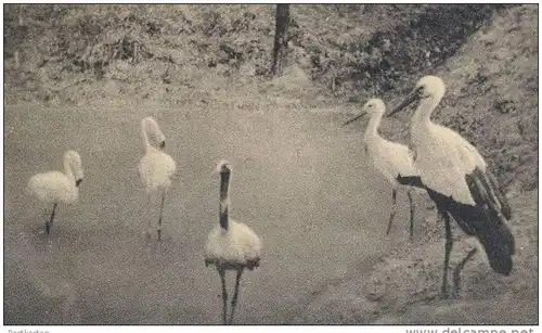 ALTE POSTKARTE HAMM TIER- & PFLANZENGARTEN-VEREIN ZOO REH DEER CHEVREUIL WASCHBÄR STORCH stork coon Beflaggung