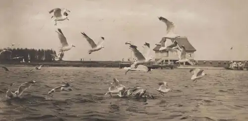 ALTE POSTKARTE OSTSEEBAD HEILIGENHAFEN 1928 MÖVEN VOR DER LESEHALLE Möwen Möwe postcard AK cpa Ansichtskarte