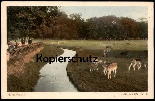ALTE POSTKARTE HERTENKAMP 'S-GRAVENHAGE DEN HAAG Hirsch Reh Rehe Hirsche Roe fallow deer daim chevreuil cerf postcard AK